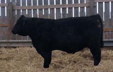 freund bull