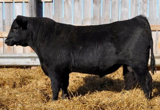 freund bull
