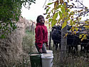 Carla  Hauling Feed