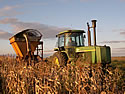 Corn Chopping