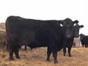 2010 Cow