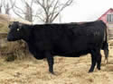 2010 Cow