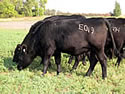 E019 Cattle