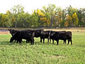 Angus Heifers