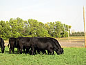 Angus Heifers