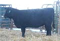 E019 Cattle